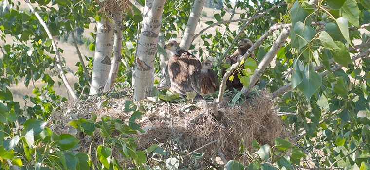 TREDAŞ’TAN, ŞAH KARTALI’NA ÖZEL İZOLASYON