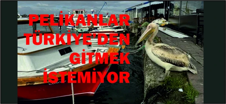 PELİKANLAR TÜRKİYE'DEN GİTMEK İSTEMİYOR: UZMANLARDAN UYARI