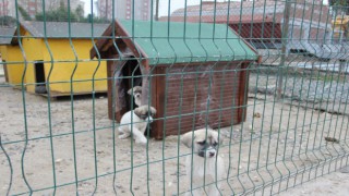 ÇOSB’DEN HAYVAN BARINAĞINA KULÜBE VE MAMA YARDIMI