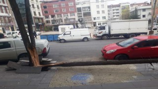 AĞAÇ ORTADAN İKİYE AYRILDI