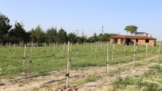 BELEDİYENİN DİKTİĞİ AĞAÇLAR MEYVE VERMEYE BAŞLADI