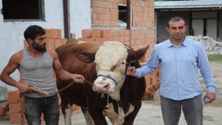 BOZDAĞ BESİ ÇİFTLİĞİ’NDE KURBANLIKLAR GÖRÜCÜYE ÇIKTI