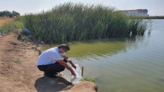 ÇERKEZKÖY GÖLETLERİNE 10 BİN SAZAN BIRAKILDI