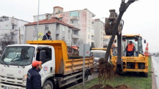 NAMIK KEMAL BULVARI’NDAN SÖKÜLEN AĞAÇLAR YEŞİL ALANLARA DİKİLİYOR