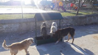 SOKAK HAYVANLARI İÇİN BESLENME ÜNİTELERİ KONULUYOR