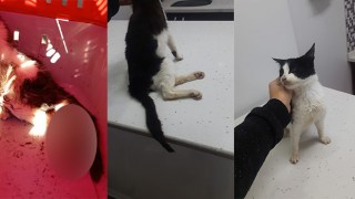 EVİNİN ÖNÜNDE DOLAŞIYOR DİYE KEDİYİ VURDU