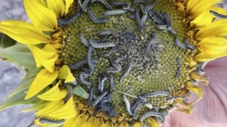 ÇERKEZKÖY VE KAPAKLI ÇAYIR TIRTILINDAN KURTULDU