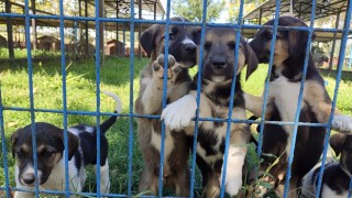 115 SOKAK HAYVANI SAHİPLENDİRİLDİ