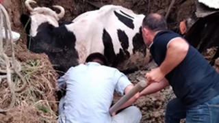 ÇUKURA DÜŞEN İNEK KURTARILDI