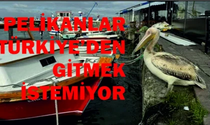 PELİKANLAR TÜRKİYE'DEN GİTMEK İSTEMİYOR: UZMANLARDAN UYARI