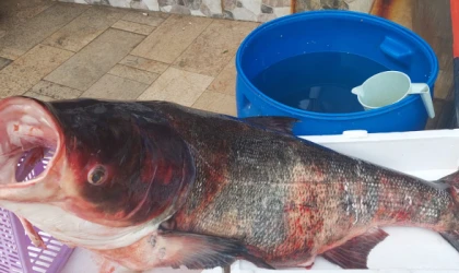 Meriç Nehri'nde Tutulan 60 Kiloluk Sazan Balığı İlgi Odağı Oldu