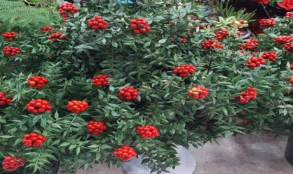 ŞANS VE BEREKET ÇİÇEĞİ ‘KOKİNA’ VİTRİNLERİ SÜSLEDİ