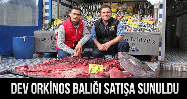 ÇERKEZKÖY’DE DEV ORKİNOS BALIĞI SATIŞA SUNULDU