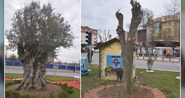 ÇERKEZKÖY’DE AĞAÇLAR KIŞI ATLATABİLECEK Mİ?