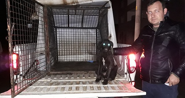 ÖLMEK ÜZERE OLAN YAVRU KÖPEK TEDAVİYE ALINDI