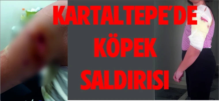 Kartaltepe’de Köpek Saldırısı ve Çözüm İhtiyacı