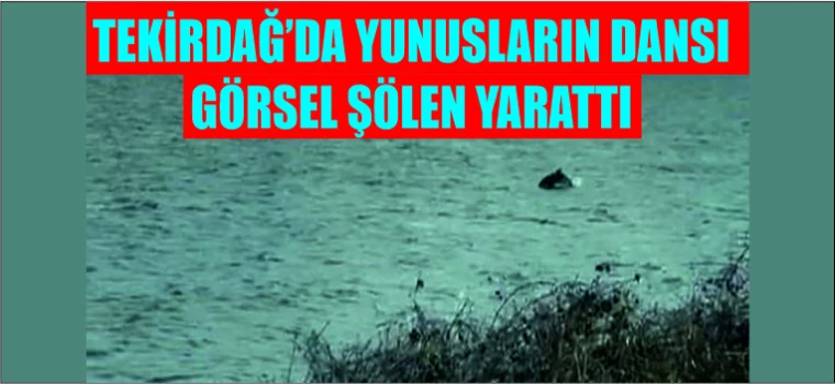 Tekirdağ’da Yunusların Dansı Görsel Şölen Yarattı