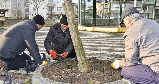 KIŞ ŞARTLARINA DAYANIKLI ÇİÇEKLER EKİLİYOR