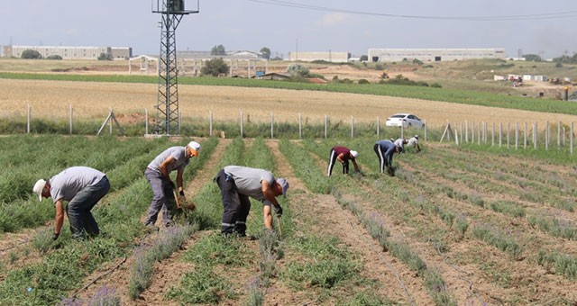 LAVANTADAN SONRA ŞİMDİ DE FASULYE EKİMİ YAPILACAK