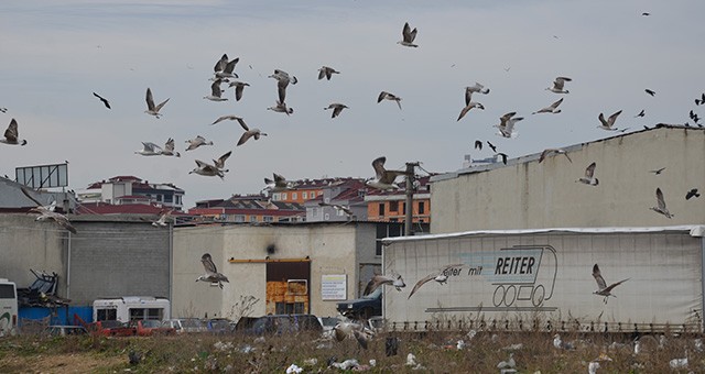 DENİZİ OLMAYAN ÇERKEZKÖY’Ü MARTILAR KUŞATTI