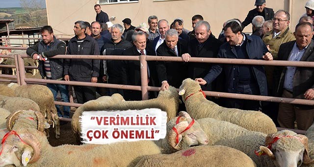 95 ADET KOÇ DAĞITILDI