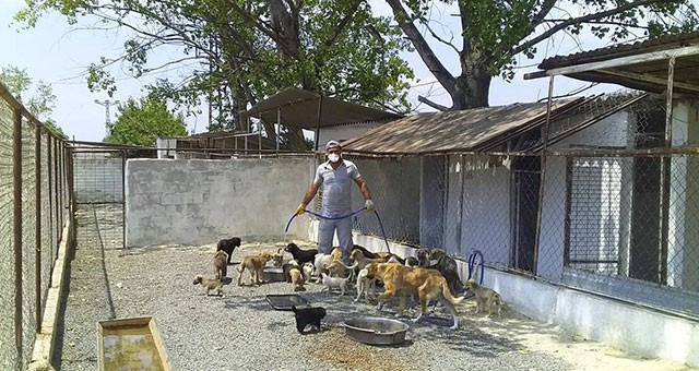 KÜPELENİP DOĞAL YAŞAM ALANLARINA GERİ DÖNÜYORLAR