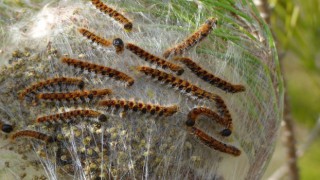 ÇAM KESE BÖCEĞİ MÜCADELESİ BAŞLADI