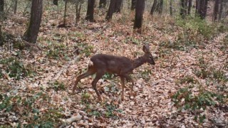 FOTOKAPANLARA KARACA VE YABANDOMUZU YANSIDI
