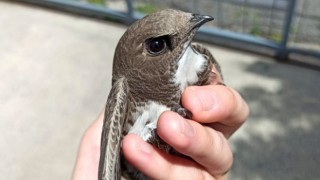 ÇORLU'DA BULUNAN EBABİL KUŞU TEDAVİ EDİLDİ