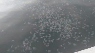 SAHİLLER DENİZANASI İLE DOLDU