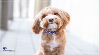 TÜRKİYE’NİN YÜZDE 6’SI KÖPEK SAHİBİ