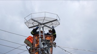 ÖZEL PLATFORMLA LEYLEKLERİN ÇARPILMASI ÖNLENECEK