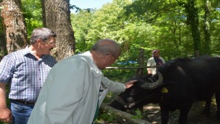 BÜYÜKŞEHİRDEN MANDA YETİŞTİRİCİLİĞİNE DESTEK