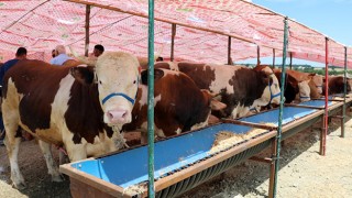 KURBAN PAZARI’NDA HAREKETLİLİK SÜRÜYOR