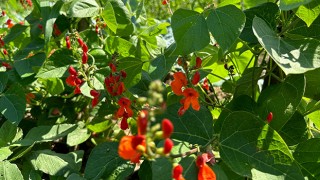 SARAY FASULYESİ ÜRETİME HAZIR