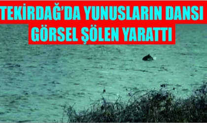 Tekirdağ’da Yunusların Dansı Görsel Şölen Yarattı